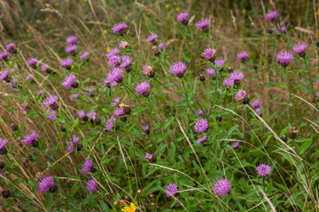 Flowering thizzle. Heather and peat fields. Connamara Westcoast Ireland.