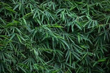 Naklejka na ściany i meble green grass Green bamboo leaves background. Lush bamboo leaves background.
