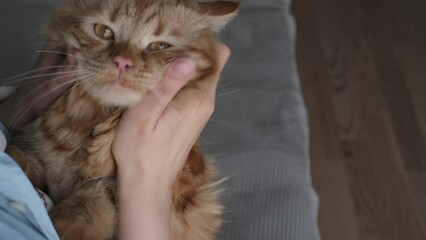 Affectionate Bonding Time: Red-haired Cat Enjoying Owner's Pampering. importance of pet and owner bonding time. emotional connection and tranquility that can come from these simple, loving moments.