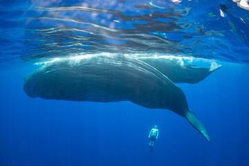 Fototapeta premium Sperm whale
