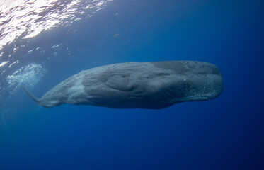 Fototapeta premium Sperm whale