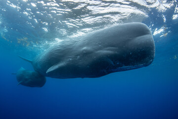 Naklejka premium Sperm whale