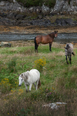Naklejka na ściany i meble Horses at westcoast Ireland. Connemara. 