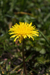 Yellow dandelion flower (Taraxacum officinale) herbaceous perennial flowering plant. Yellow flower heads for dandelion wine, Herbal medicine