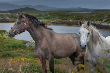 Horses at westcoast Ireland. Connemara. 