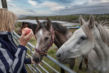 Westcoast Ireland. Connemara. Giving an apple to the horses. Bay. Curious horses at the gate.