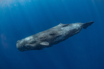 Sperm whale