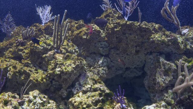 Wide view of a Coral Reef.