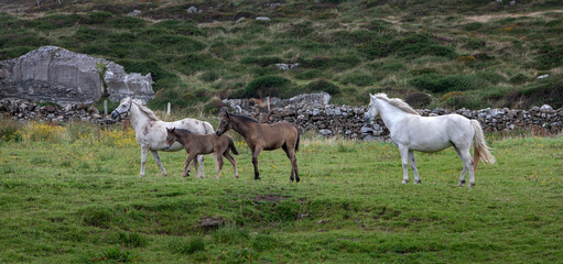 Horses in meadow. Westcoast Ireland. Connemara.