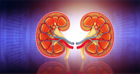 Human kidney cross section anatomy. 3d illustration.