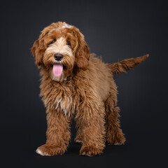 Cute red with white male Labradoodle dog, standing up facing front. Looking towards camera. Tongue out panting. Isolated on a black background.