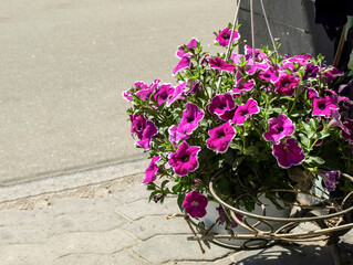 Outdoor gardening with flowerpots with petunia flowers