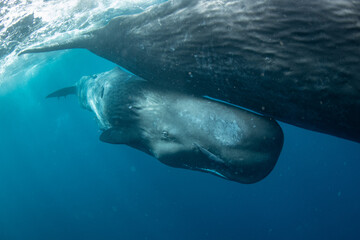 Sperm whale © Stanislav