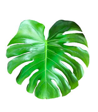 Monstera leaf isolated from background,png file