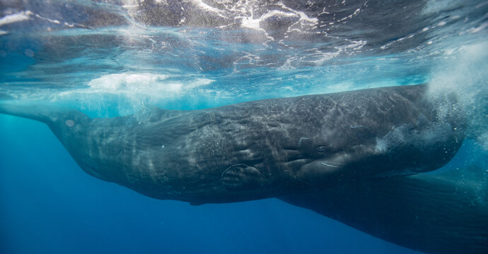 Sperm whale