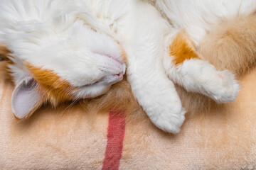 domestic cat sleeps on a warm blanket.