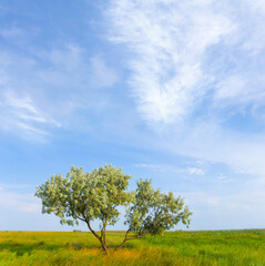 Fototapeta na wymiar alone tree among green prairies, beautiful summer natural scene