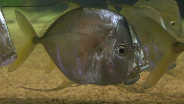 School of Lookdown Fish swimming in kelp.