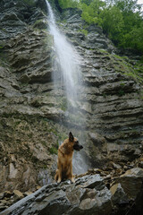 Hiking in mountain river in nature with pet. Front view. Red wet German Shepherd dog sits on stone by waterfall on warm spring or summer day.