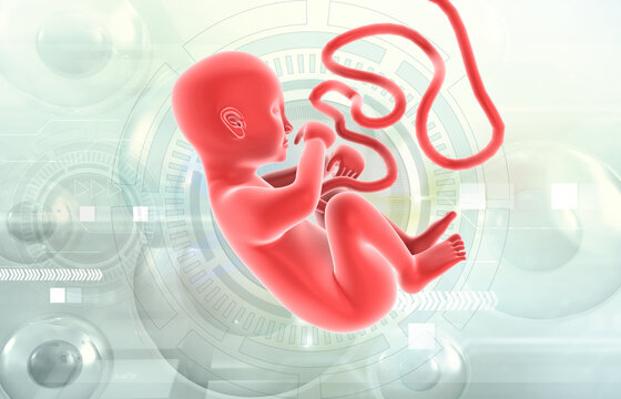Human fetus on scientific background. 3d illustration..