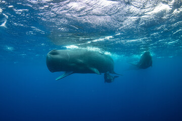 Sperm whale