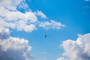 Blue sky with white flying clouds and a soaring bird.