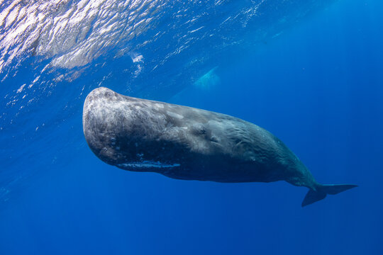 Sperm whale