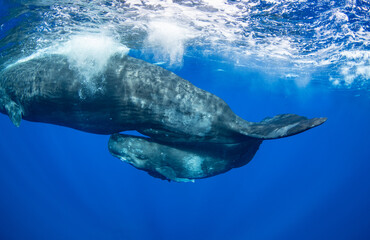 Sperm whale