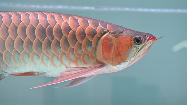 4K Red arowana swim showing in aquarium tank