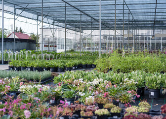 Organic greenhouse farm.Greenhouse for growing seedlings of plants. Flowering plants in a flower nursery. Plants.