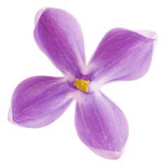 lilac flower isolated on white background, full depth of field