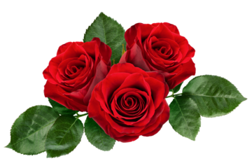 Rose isolated on white background, full depth of field