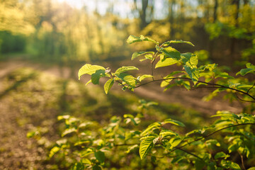 Sunbeams streaming through the pine trees and illuminating the young green foliage on the bushes in the pine forest in spring. High quality photo