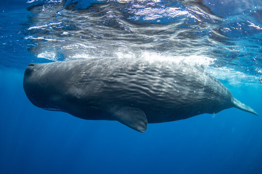 Sperm whale