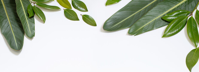 tropical green  leaves on white background
