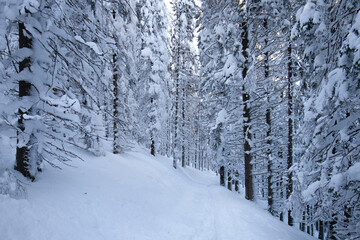 Paltinis Sibiu winter Romania Transylvania
