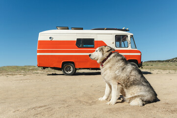 Side view of cute fluffy Alaskan Malamute dog sitting on sandy beach near parked retro camper van against cloudless blue sky in sunlight