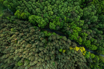 Aerial drone view of road trough green lush forest