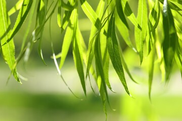 Beautiful willow tree with green leaves growing outdoors on sunny day, closeup