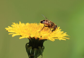 Bee on the yellow dandelion flower, natural pollination