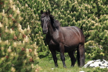 Black horse, threatening pose, lieder and guard of the herd