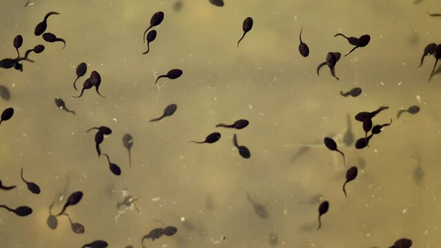 Many tadpoles, the larval stage in the biological life cycle of a frog, in the pond