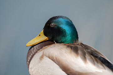 Canard