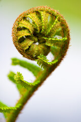 Unrolling spiral of the male fern (Dryopteris filix-mas) macro close up. Young shoot of worm fern with many details, hairs and leaves, isolated on white background in a forest in Sauerland Germany.