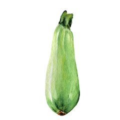 Watercolor illustration hand drawn vegetable marrow