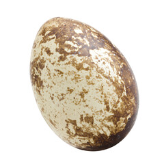 quail egg, isolated on white background, full depth of field
