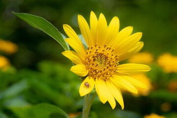 Closeup shot of a ladybug perched on a rough oxeye flower in the garden