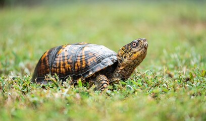 Selective focus shot of a tortoise crawling on the green grass