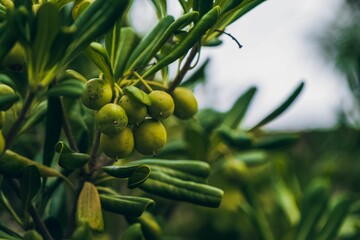 Closeup shot of green olives found growing on the branch of an olive tree