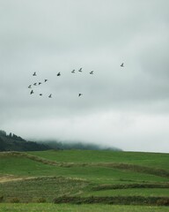 Birds flying over a hill landscape in Bosnia